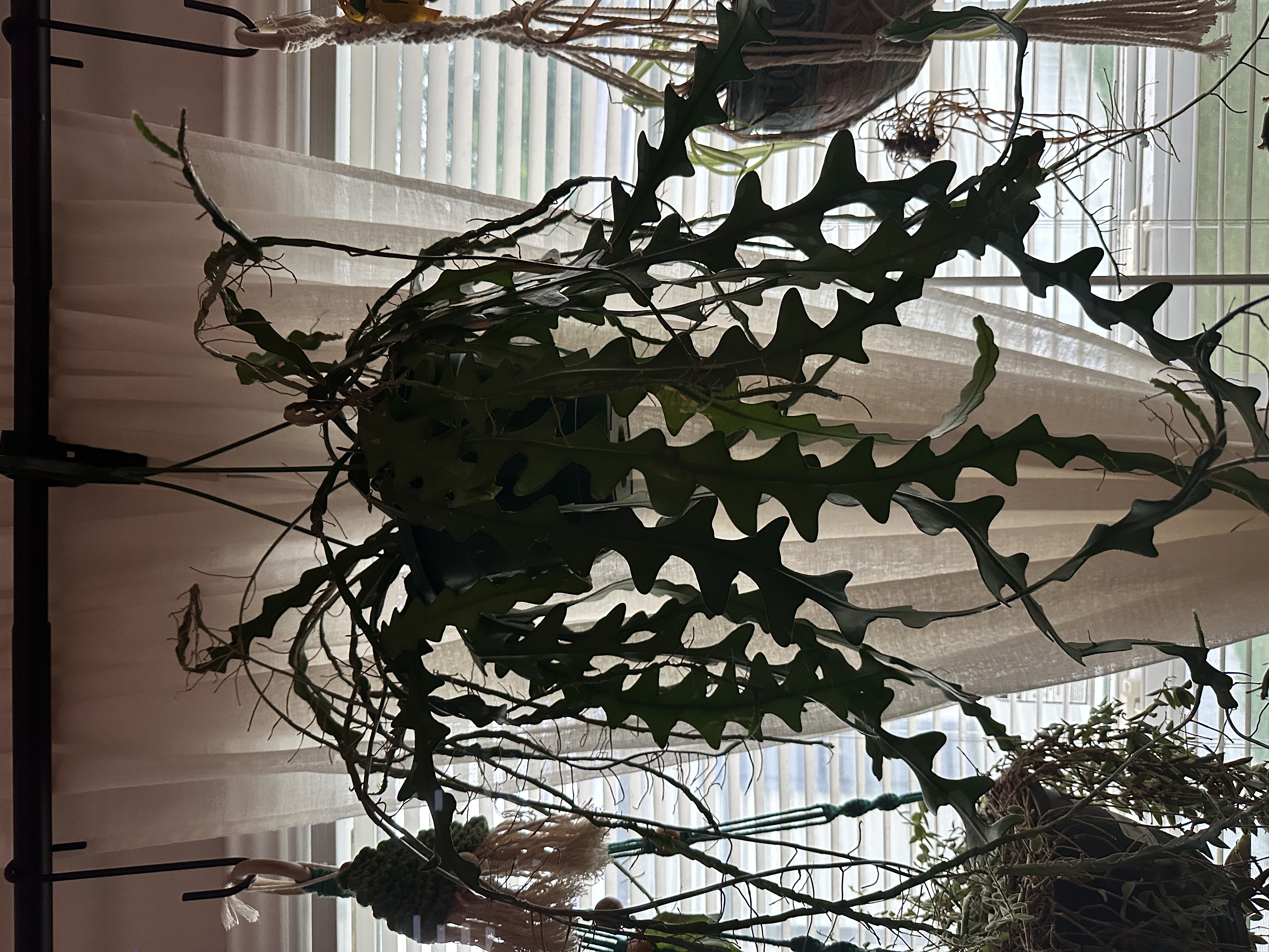 Plant placeholder 1
