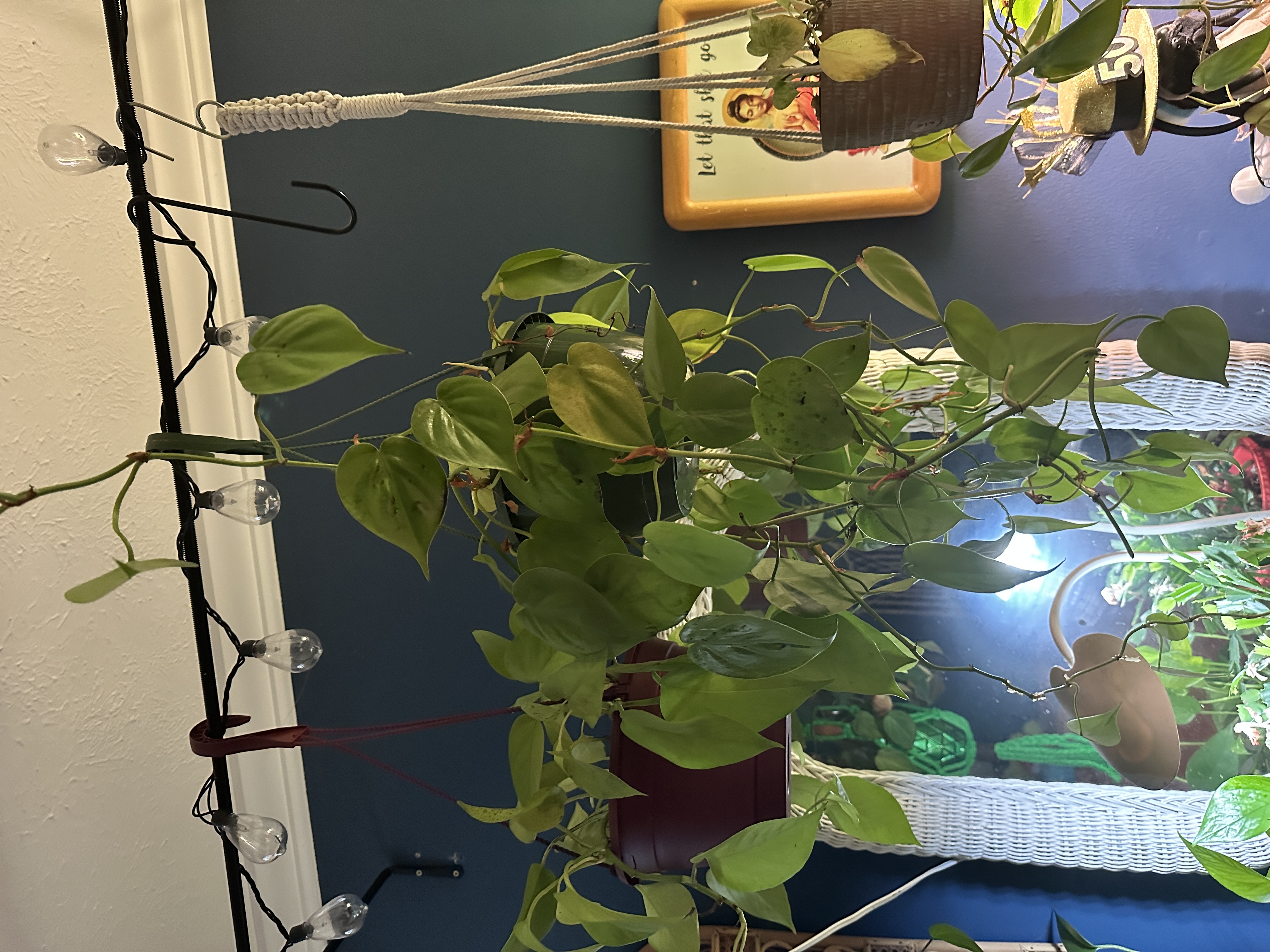 Plant placeholder 2